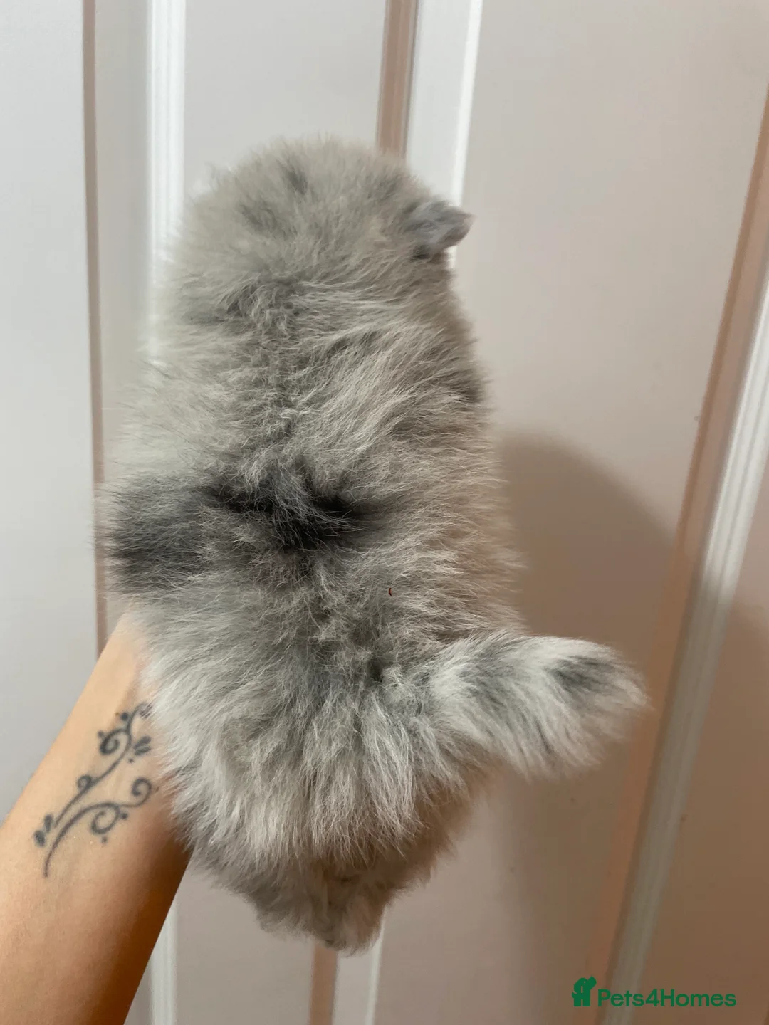 Pomeranian dogs for sale: Beautiful Pomeranian Puppies - Advert 8