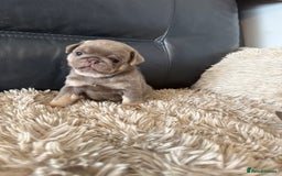 Pug dogs for sale: Stunning litter lilac tans and lilac tan pandas - Image 25