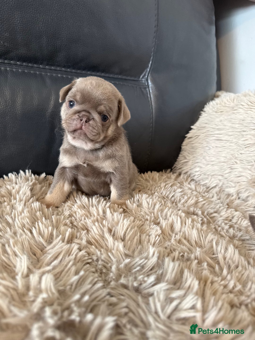 Pug dogs for sale: Stunning litter lilac tans and lilac tan pandas - Image 25