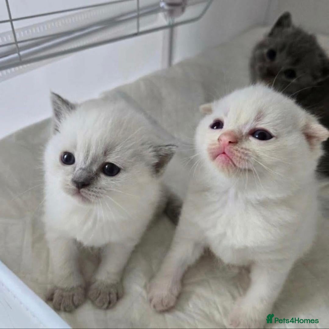 Scottish Fold cats Stunning Scottish Fold Kittens - Advert 9