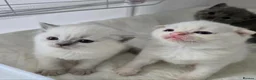 Scottish Fold cats for sale: Stunning Scottish Fold Kittens in Newtownabbey - Advert 1