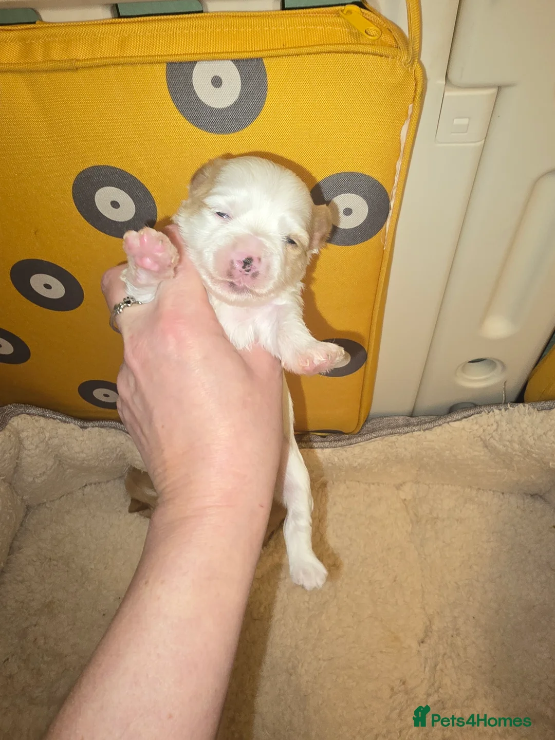 Yorkshire Terrier dogs for sale: wonderful puppies yorkshire terrier - Advert 34