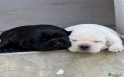 Labrador Retriever dogs for sale: !Family-Raised Black Labrador Puppies! - Image 4