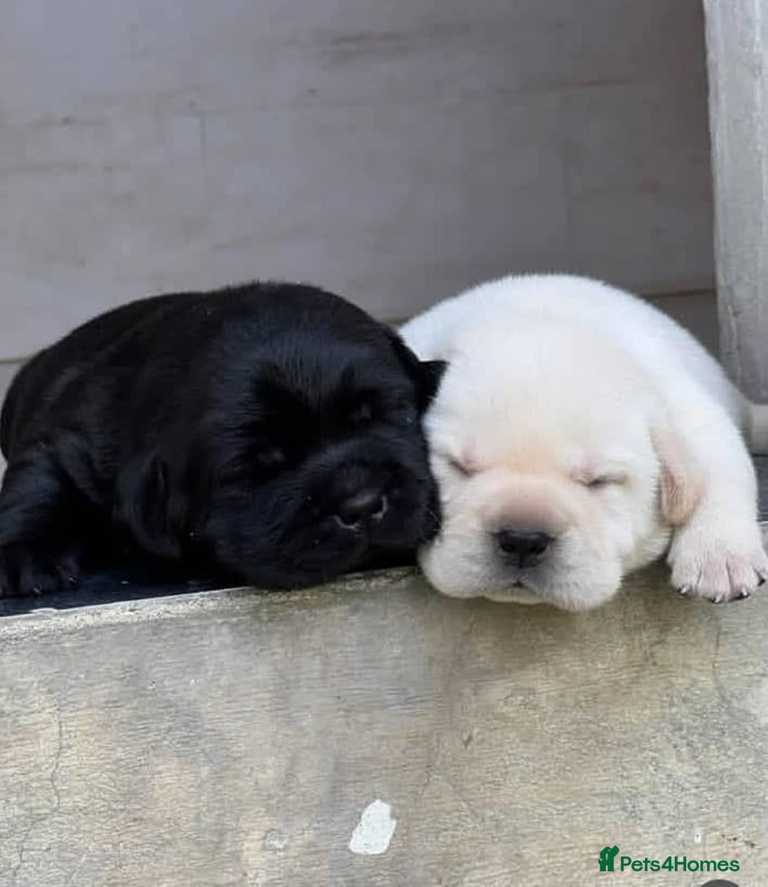 Labrador Retriever dogs for sale: !Family-Raised Black Labrador Puppies! - Image 4