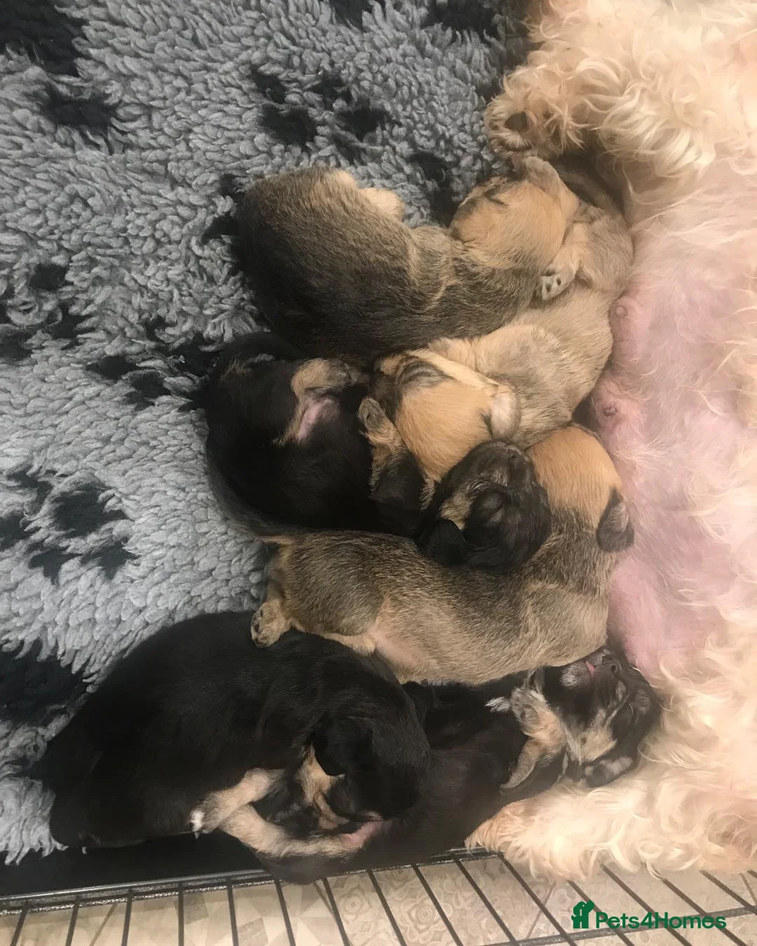 Dandie Dinmont Terrier dogs for sale: Dandie Dinmont Terrier puppies, now ready in London - Advert 1