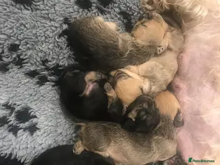 Dandie Dinmont Terrier dogs Dandie Dinmont Terrier puppies, now ready in London - Advert 1