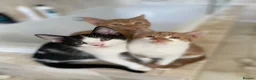 Mixed Breed cats for sale: Lovely short haired kittens  in Redhill - Advert 14