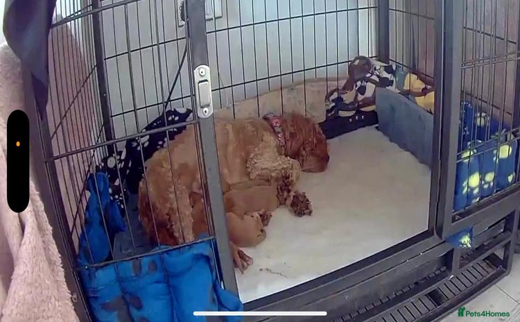 Cavapoo dogs - Advert 2