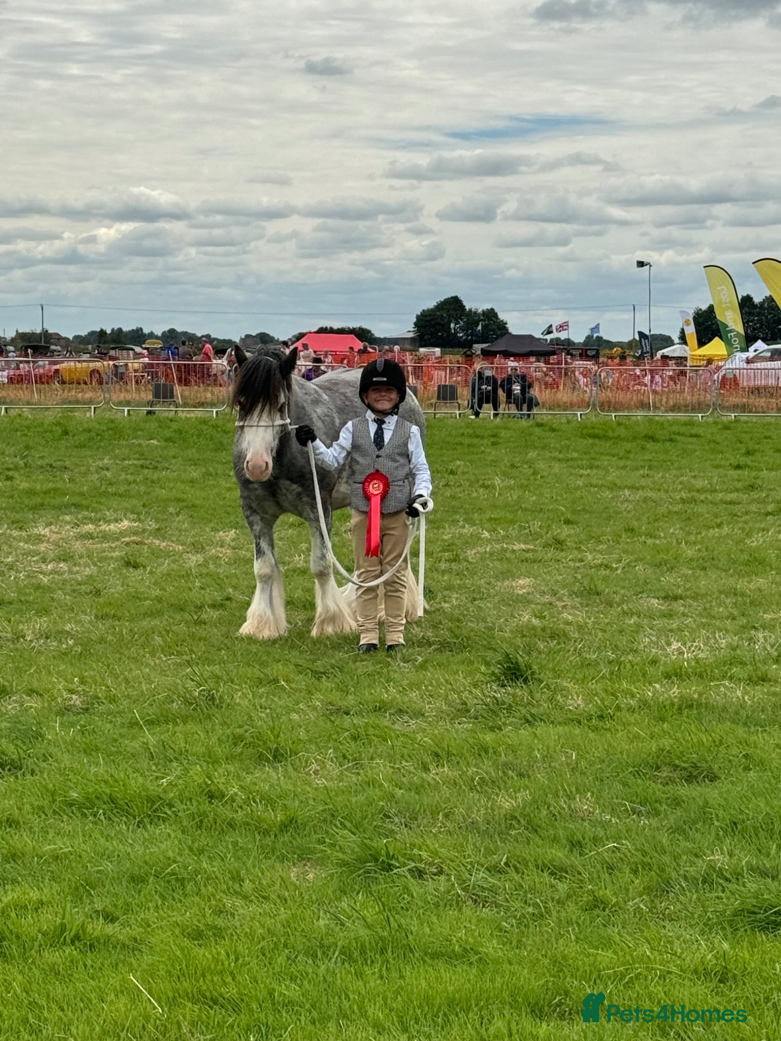 Irish Cob horses for sale: Norman  - Advert 28
