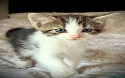 Mixed Breed cats for sale: 3 beautiful kittens available - Image 32