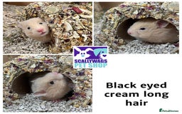 Hamster rodents for sale: Friendly Well Handled Syrian Hamsters - Image 8