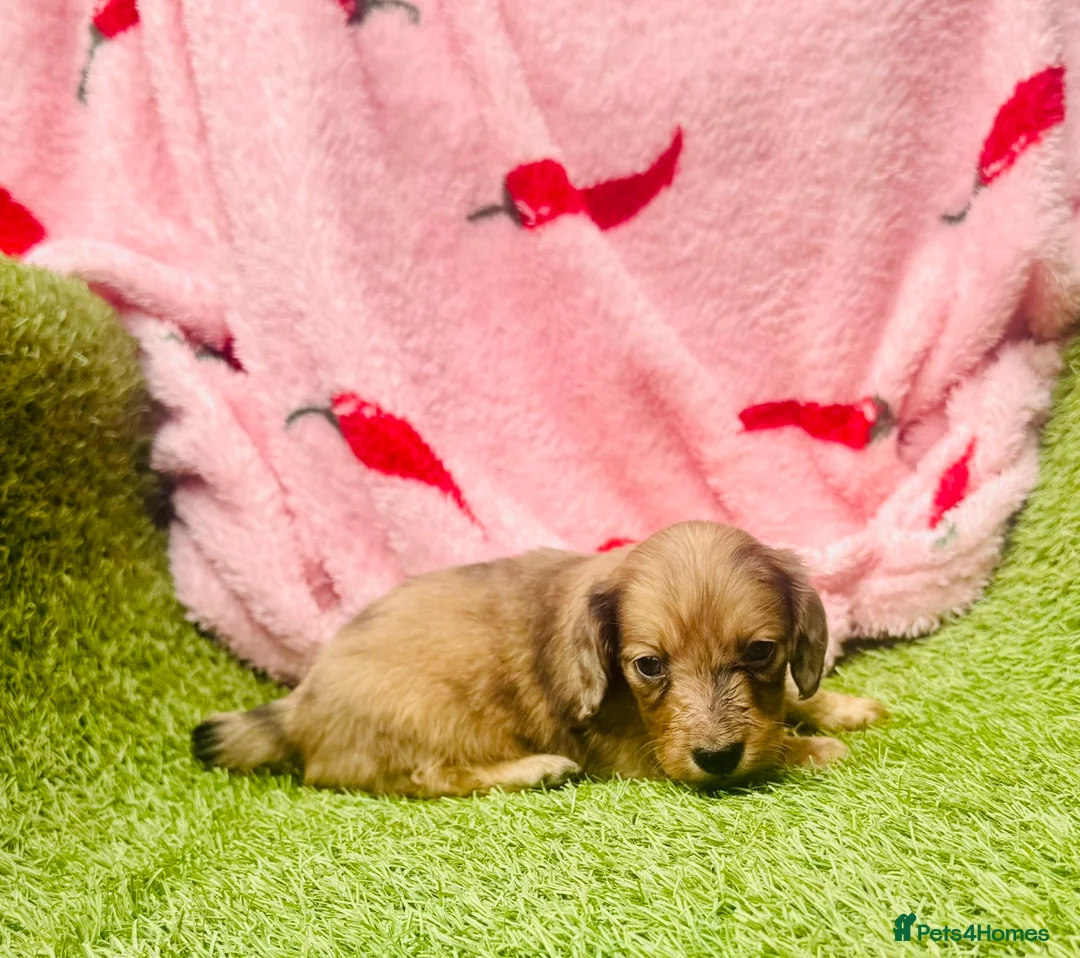 Miniature Dachshund dogs for sale: Long haired miniature dachshund puppies - Advert 25