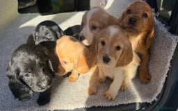 Cocker Spaniel dogs for sale: Cocker spaniel puppies  - Image 3