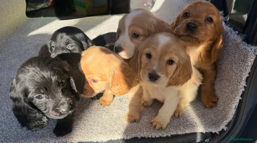 Cocker Spaniel dogs for sale: Cocker spaniel puppies  - Image 3