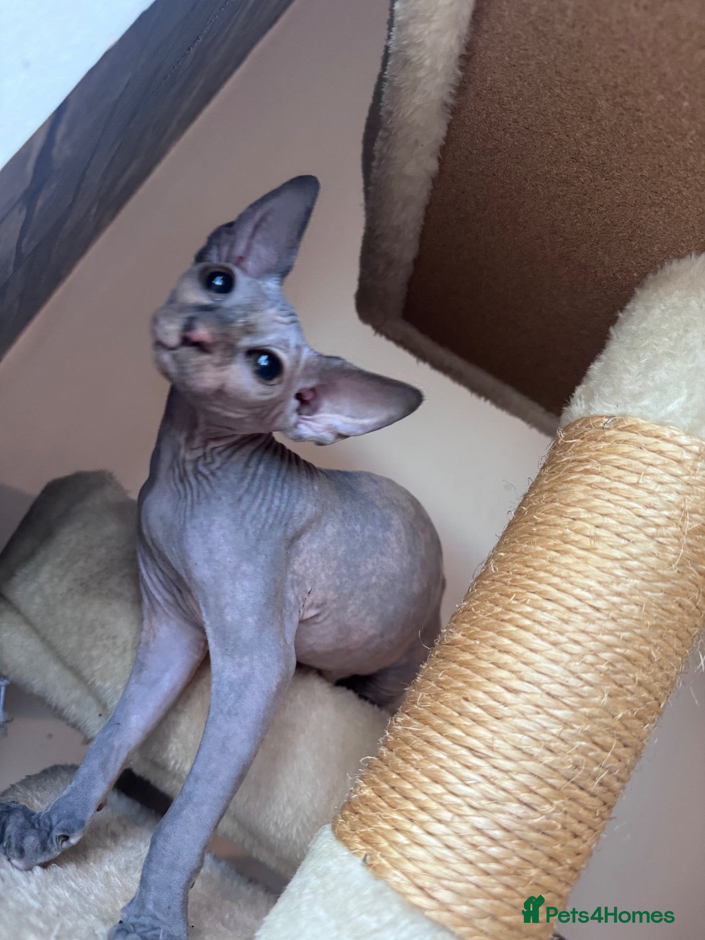 Sphynx cats ✨ Exceptional Sphynx Kittens –Last Two Available ✨ - Advert 2