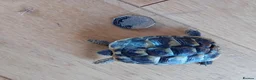 Tortoise reptiles for sale: Year old baby tortoises for sale - Advert 4