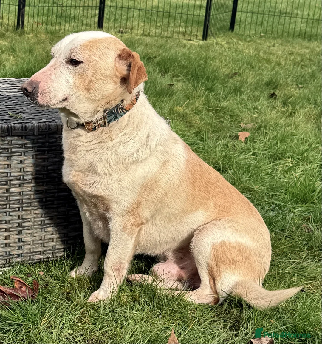 Labrador Retriever dogs for adoption: 🐾 MERLIN – Male Labrador × Golden  - Advert 3