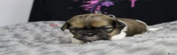 Shih Tzu dogs for sale: LOVELY CUTE SHIH TZU PUPPIES - Advert 10