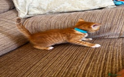 Ragdoll cats for sale: Ragdoll mixed tabby Ginger kittens - Image 21