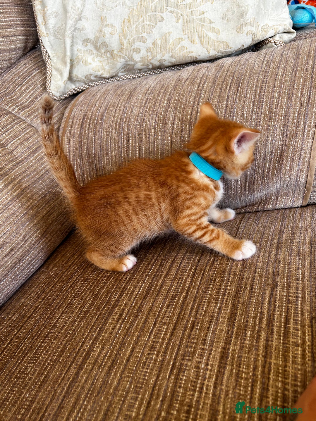 Ragdoll cats for sale: Ragdoll mixed tabby Ginger kittens - Image 21
