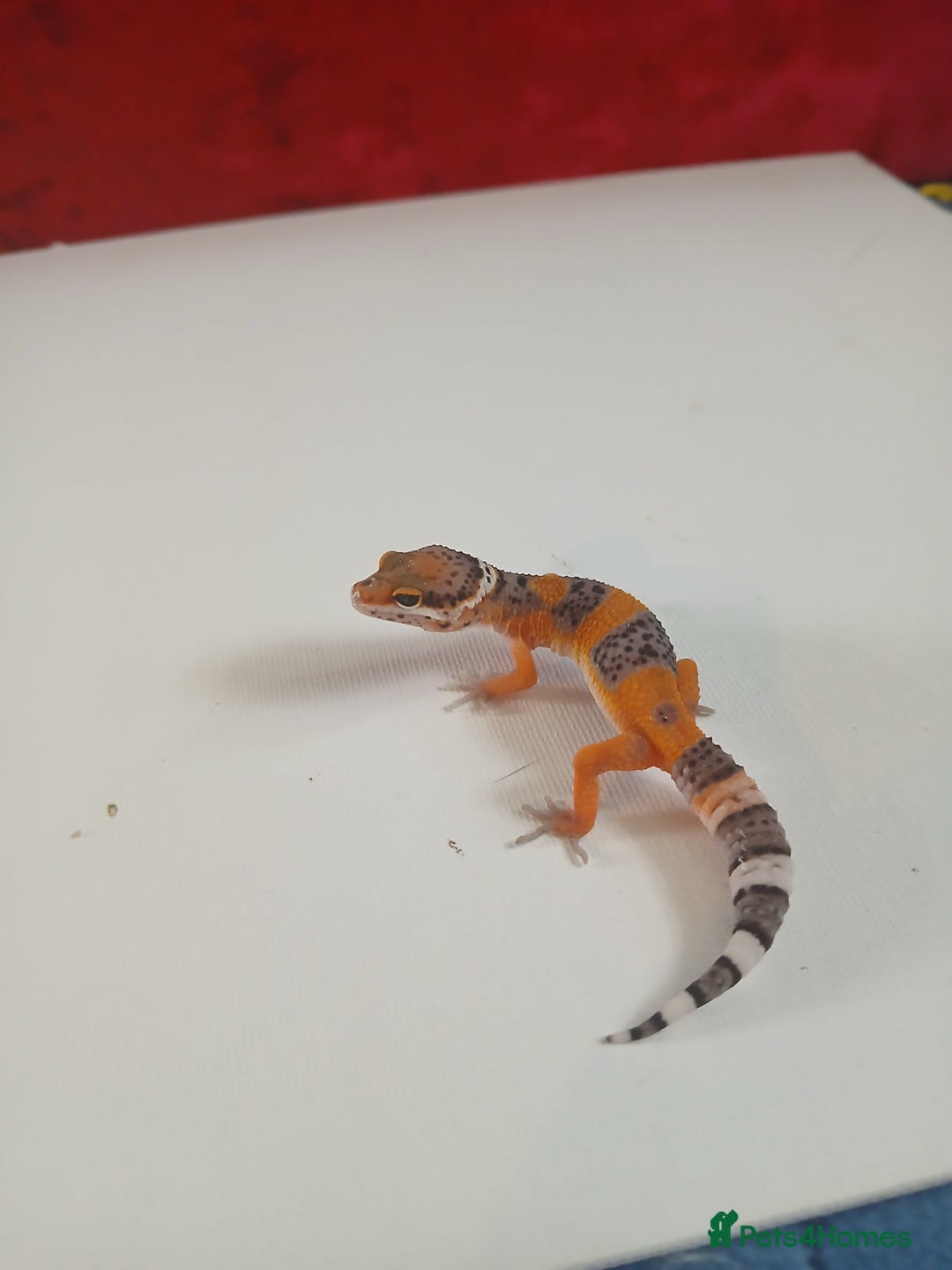 Leopard Gecko reptiles for sale: Baby leopard geckos for sale  - Image 7