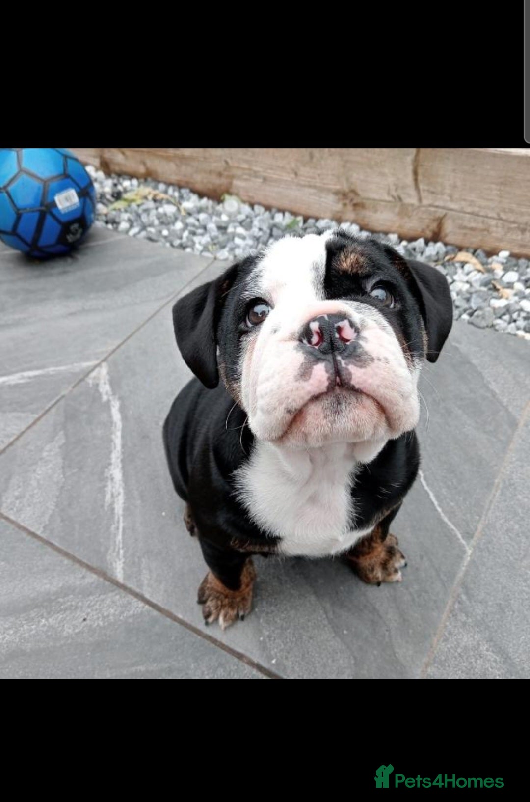 Olde English Bulldogge dogs for stud: Vinnie the olde english bulldogge - Advert 10