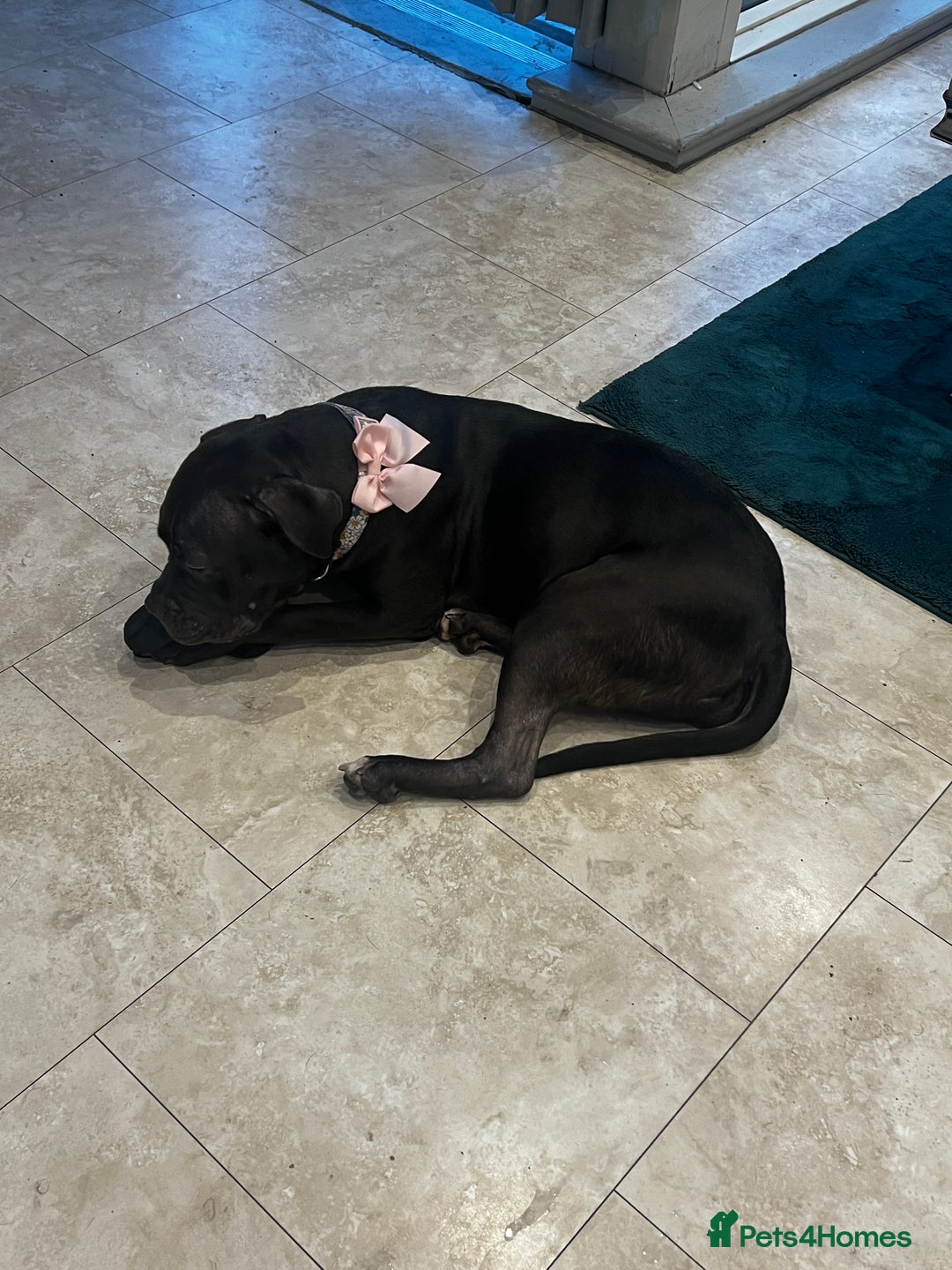 American Bully dogs for sale: American Bully- ‘Lady’ - Image 3