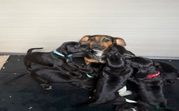 Mixed Breed dogs for sale: 6 beautiful jack russle cross cocker spaniels  - Image 38