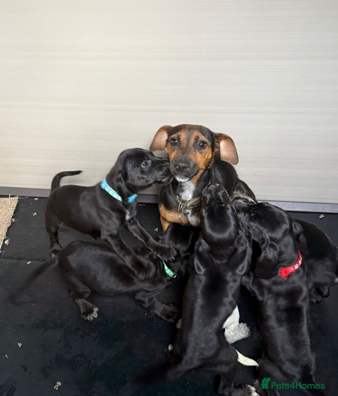 Mixed Breed dogs for sale: 6 beautiful jack russle cross cocker spaniels  - Image 38