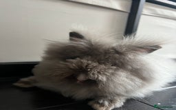 Lionhead rabbits for sale: X2 rabbits for sale - Image 4