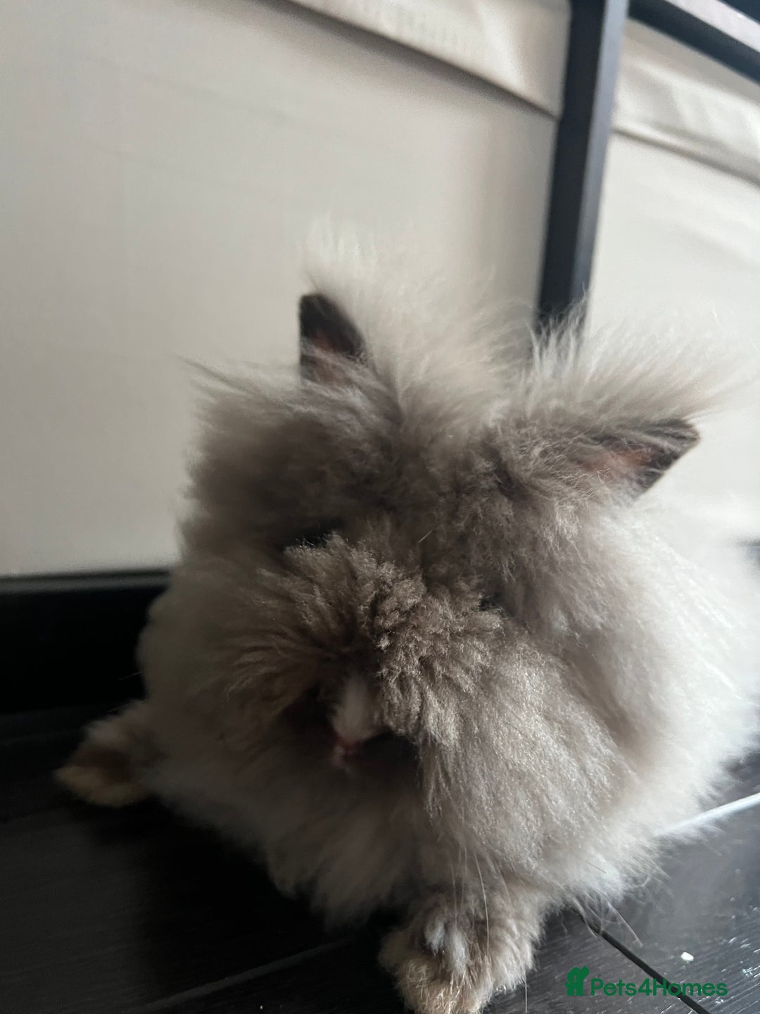 Lionhead rabbits for sale: X2 rabbits for sale - Image 4