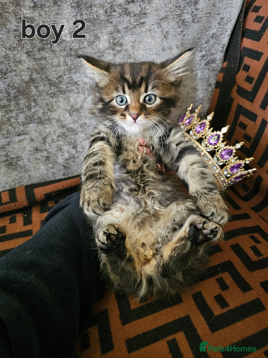 Maine Coon cats for sale:  Beautiful Siberian x Maine Coon Kittens Available - Advert 12