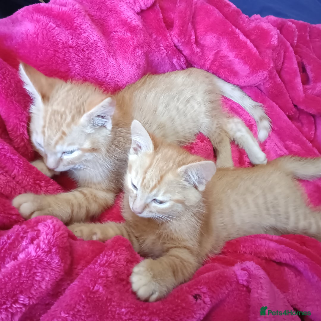 Mixed Breed cats for sale: Beautiful smiley kittens  - Image 10