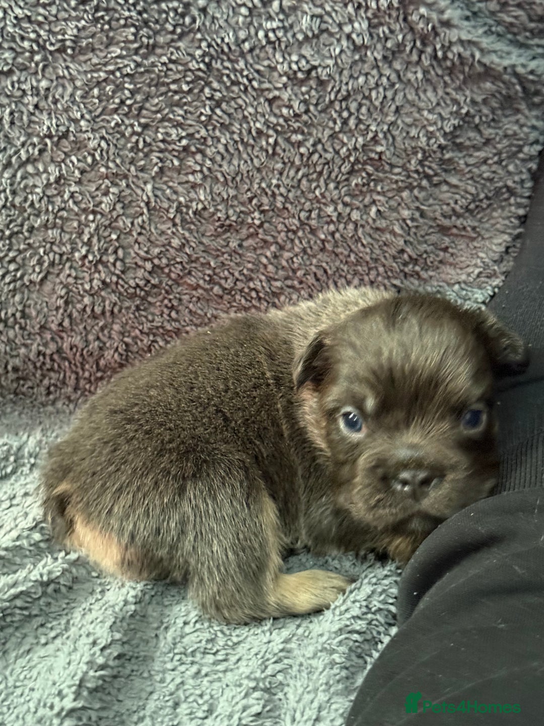 French Bulldog dogs for sale: Lilac & tan fluffies/ **  - Advert 19