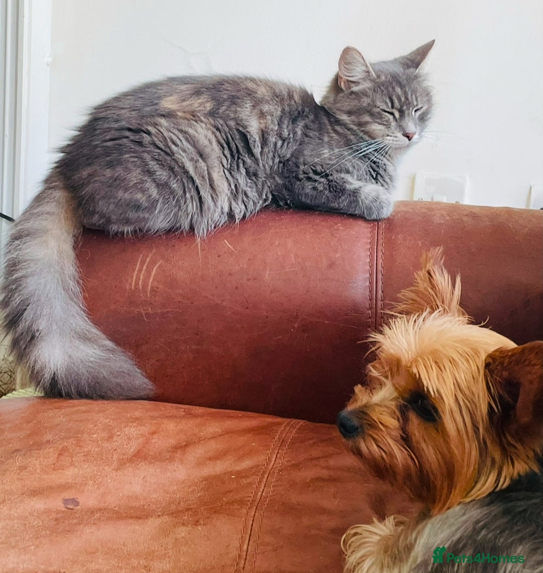 Mixed Breed cats for sale: Beautiful fluffy Russian blue x kittens available  - Advert 1