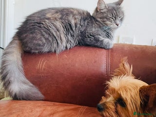 Mixed Breed cats Beautiful fluffy Russian blue x kittens available - Advert 1