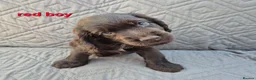 Cocker Spaniel dogs for sale: Gorgeous show cocker spaniel puppies  - Advert 6