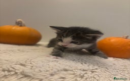 British Longhair cats for sale: Stunning kittens  - Advert 16