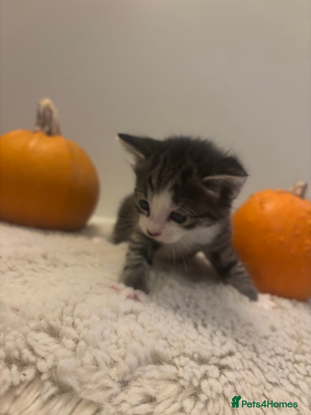 British Longhair cats for sale: Stunning kittens  - Advert 16