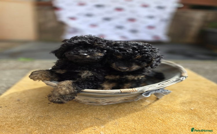 Cavapoo dogs - Advert 4