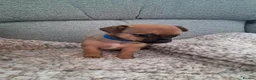 Chihuahua dogs for sale: Chihuahua puppies  - Advert 7