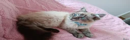 Ragdoll cats for sale: Seal Linx Ragdoll Female for sale. - Advert 1