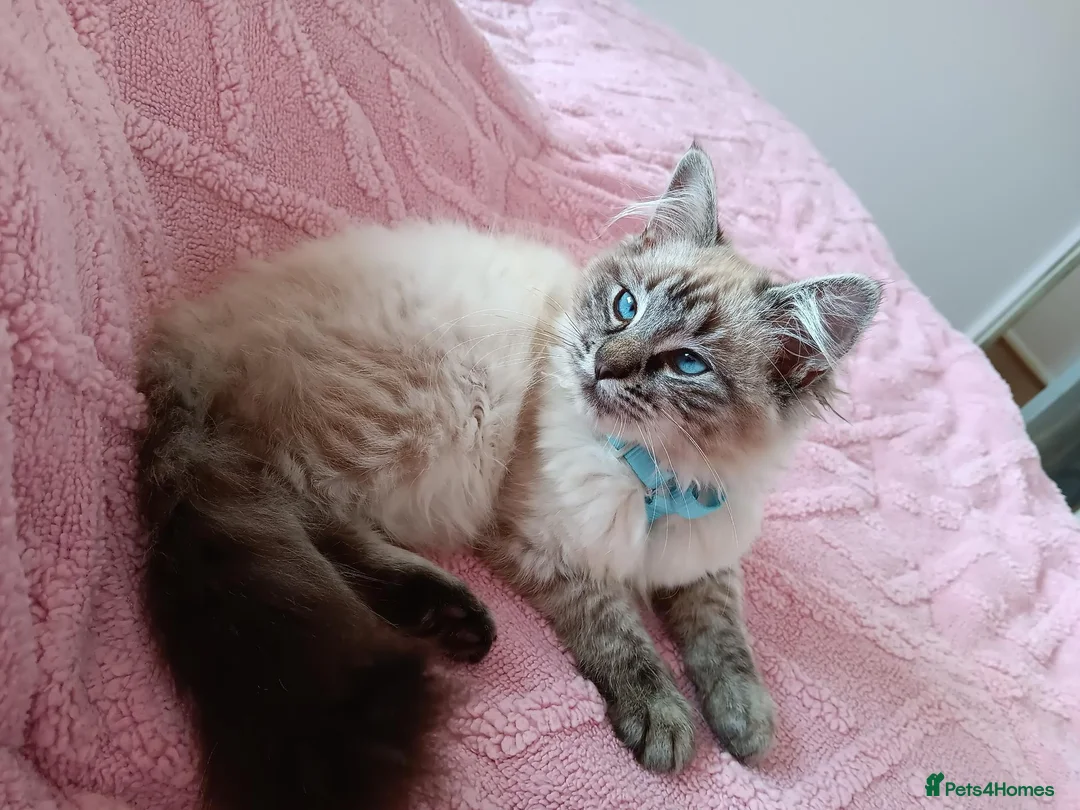 Ragdoll cats for sale: Seal Linx Ragdoll Female for sale. - Advert 1