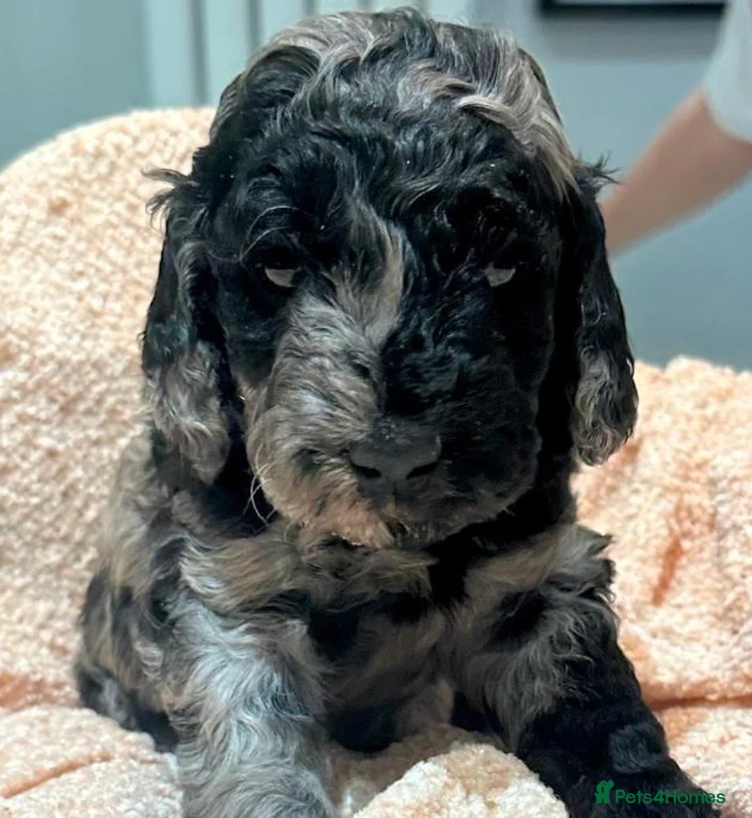 Miniature Poodle dogs for stud: Blue Merle Miniature Poodle (PROVEN) Health Tested in Sunderland - Advert 24