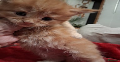 Maine Coon cats - Advert 9