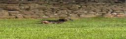 Miniature Dachshund dogs for sale: Minature dachshunds !  - Advert 6