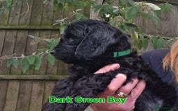 Cockapoo dogs for sale: Gorgeous Cockerpoo Puppies  - Image 7