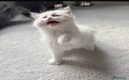Ragdoll cats for sale: Ready To Leave Gorgeous Male  - Image 1