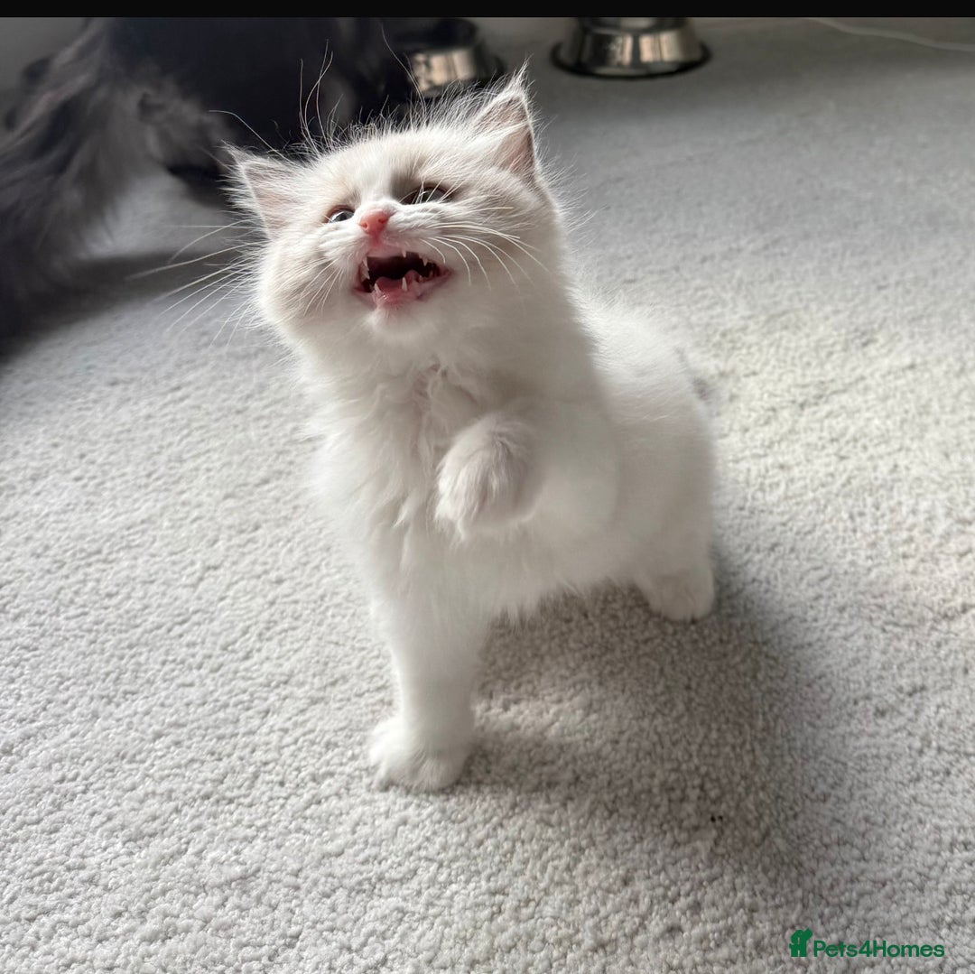 Ragdoll cats for sale: Ready To Leave Gorgeous Male  - Image 1