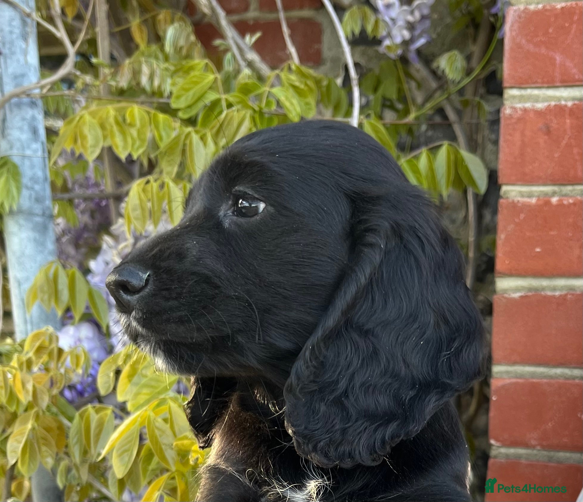 Cocker Spaniel dogs Beautiful KC reg working Cocker Spaniel puppies - Advert 15